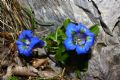 Gentiana ligustica